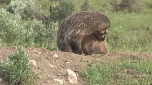 Американский барсук – настоящий бронированный экскаватор! Закапывает коров и дружит с койотами! смотреть онлайн