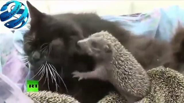 Ёшкин кот существует. смотреть онлайн