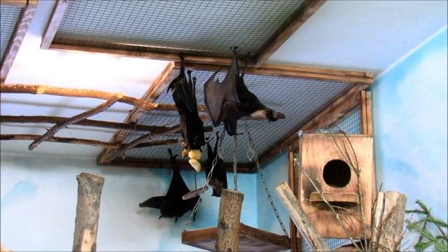 Летучие лисицы. 26.01.19 г. смотреть онлайн