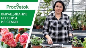 Как вырастить бегонию из семян? Маленькие хитрости для пышного цветения