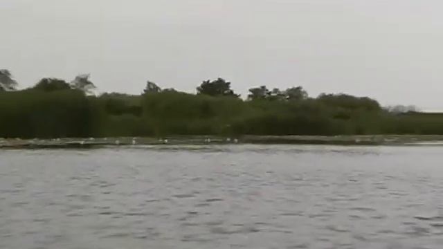 Савала Вязы.wmv смотреть онлайн