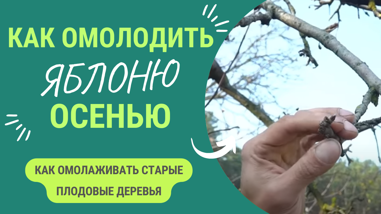 КАК ОМОЛОДИТЬ ПЛОДОВОЕ ДЕРЕВО? ОМОЛАЖИВАЕМ ЯБЛОНЬКУ! смотреть онлайн