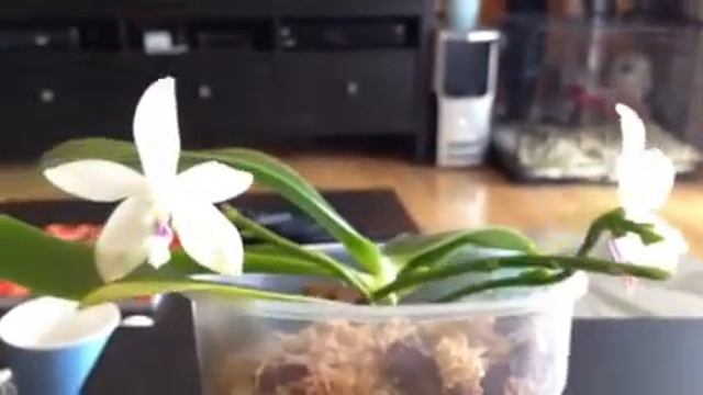 my "koi" orchid has bloomed for the very first time :D смотреть онлайн