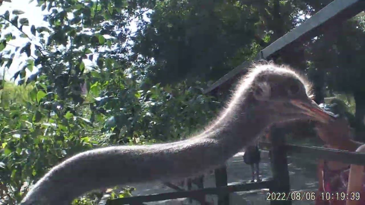 Записки ветврача орнитолога. Страус и ворон. Парк Тайган 2022. смотреть онлайн