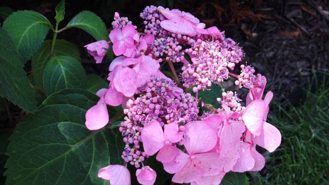 Moxie Gardens Side Yard Transformation with A SURPRISE Blue Angels Fly By ???????? смотреть онлайн