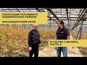 Плантация голубики. Апшеронский район, Краснодарский край. В гостях у Вачика. Часть2.