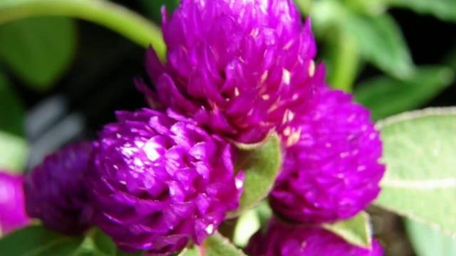 50 Flowers Name for Kids | Fifty Different Flowers Name for Learning | Kiddies Planet смотреть онлайн