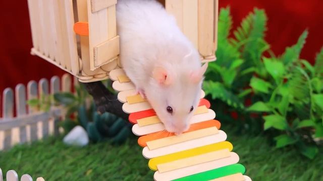 Строим дом - лабиринт для бедного хомяка! Полезные лайфхаки для животных смотреть онлайн