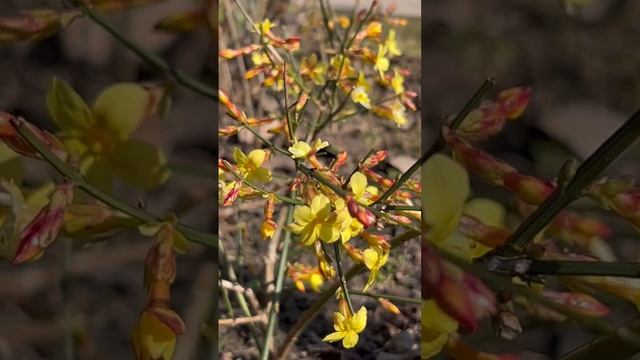 ЖЕЛТЫЙ ЖАСМИН ? смотреть онлайн