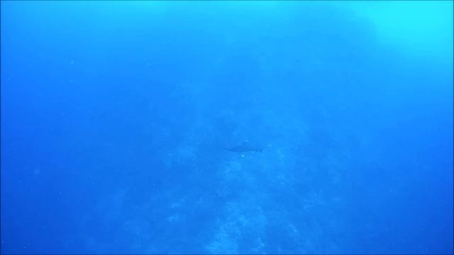 Hammerhead shark. Longimanus shark. Акула-молот. Акула Лонгиманус. смотреть онлайн