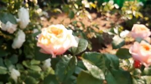 Роза Вувузела,  чайно-гибридная, Нидерланды.