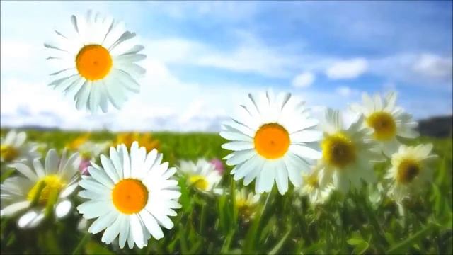 С юбилеем 55 лет смотреть онлайн