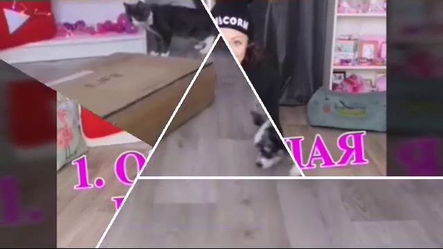 Реакция Меджик Петс на робот пылесос ???(фан Ани Меджик) смотреть онлайн
