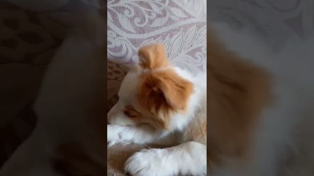 🐶Щенок бордер колли смотреть онлайн