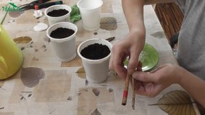 ? Черенкование черной смородины весной - 7 дач