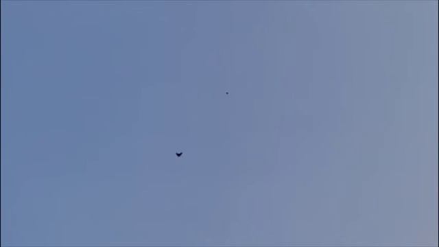 Голуби у Виктора-6(г. Бронницы МО)8-906-727-22-43 смотреть онлайн