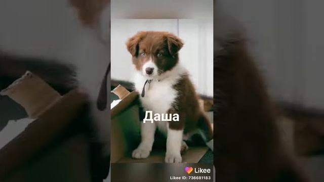 Имена собак из лайк смотреть онлайн