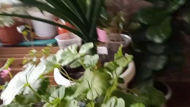 Мои цветы гиганты. смотреть онлайн