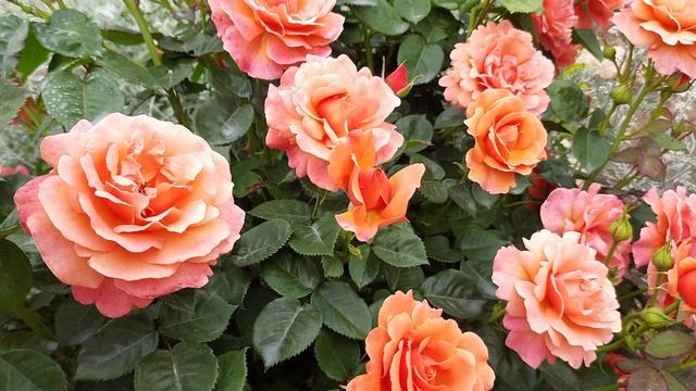 Роза Изи Даз Ит ( Easy Does It) смотреть онлайн