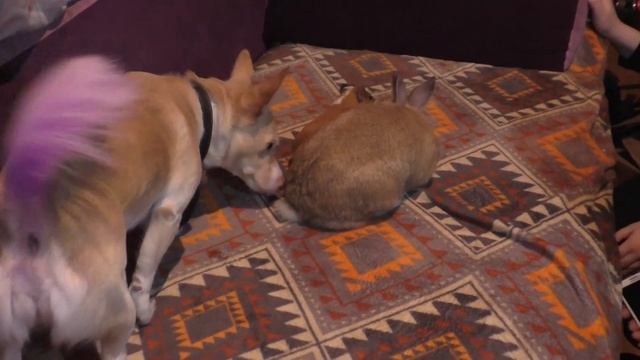 Кролик Булочка и Морская свинка Вилок первый раз на общем выгуле! МОИ ПИТОМЦЫ! смотреть онлайн