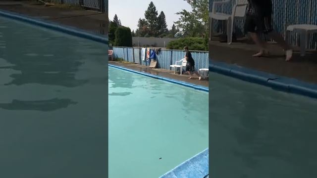 Golden doodle pool Chase смотреть онлайн