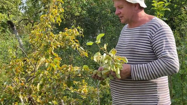 Болезни груши. Ржавчина листьев груши. смотреть онлайн