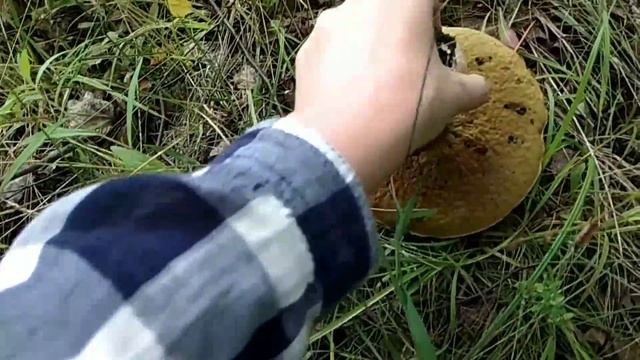 Неожиданный поход в лес! Белые грибы. Лисички. смотреть онлайн