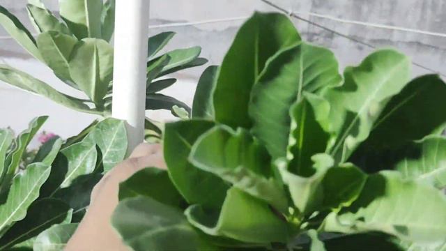 कैसे पहचाने Adenium Anaconda 🐍
(New #hybrid)