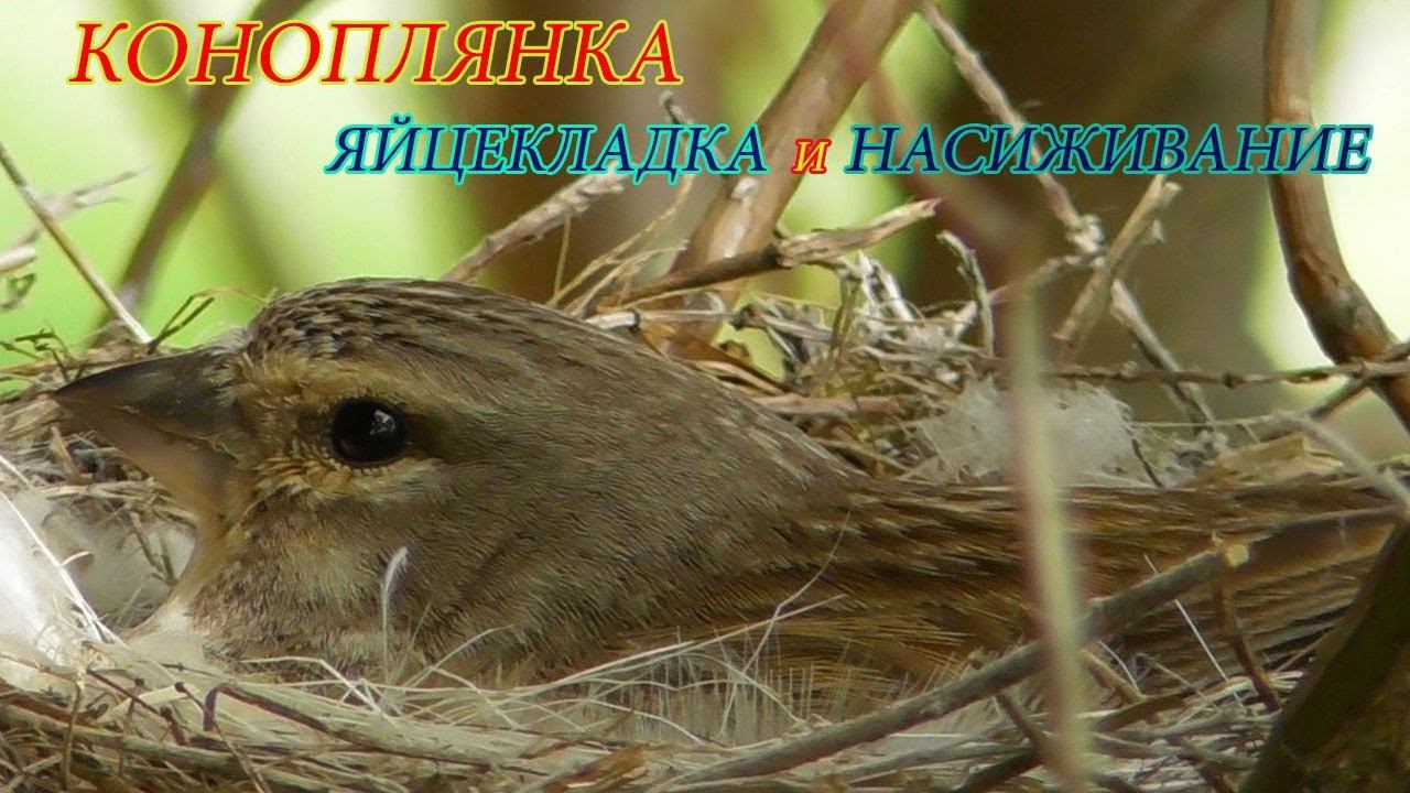 Коноплянка, Яйцекладка и насиживание... смотреть онлайн