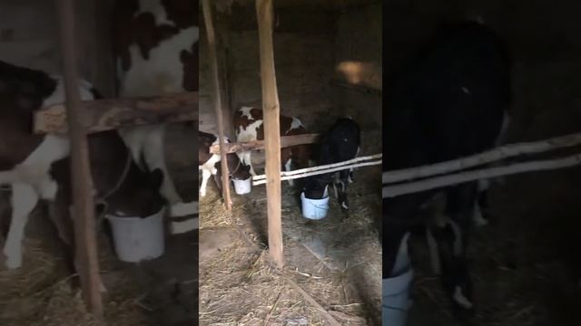 Вечернее кормление телят ￼ смотреть онлайн