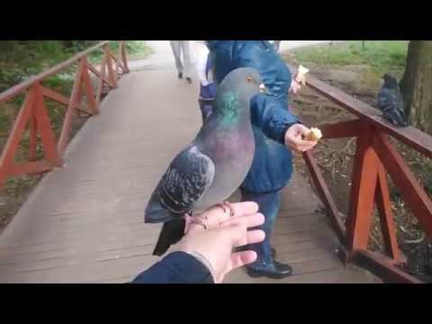 Голуби и Утки в Кузьминском Парке смотреть онлайн