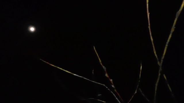 Распускается верба на Праздник Введения во храм 1 смотреть онлайн