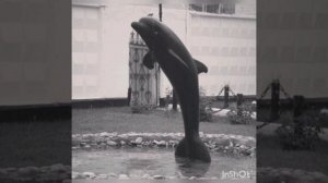 Гио ПиКа                                               Фонтанчик с черным дельфином