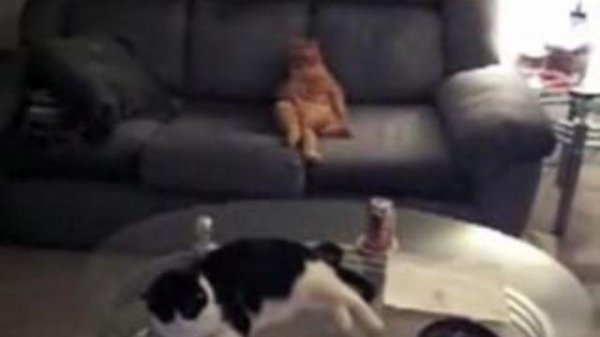 Реально живой Гарфилд