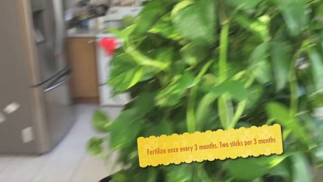 How To Grow Epipremnum Aureum - Money Plant