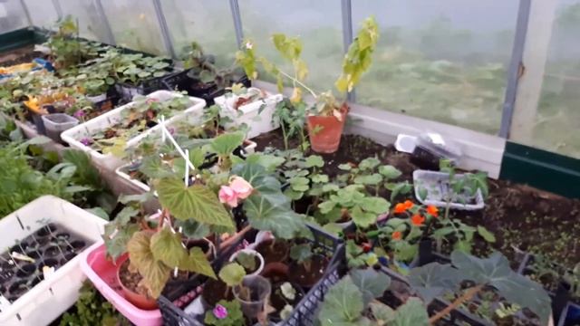 Обзор теплицы. Пережидаем непогоду.
