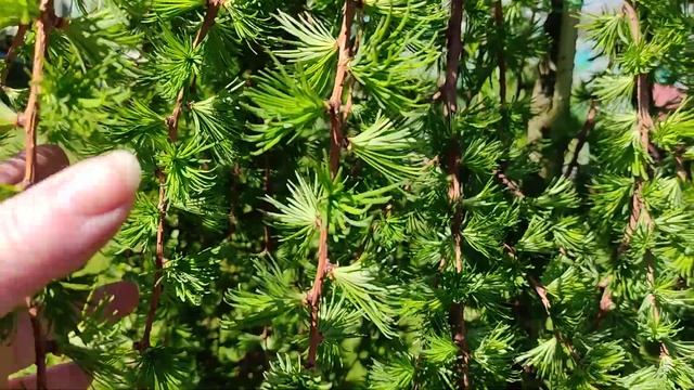Лиственница Стифф Випер (Larix kaempferi Stiff Weeper) смотреть онлайн