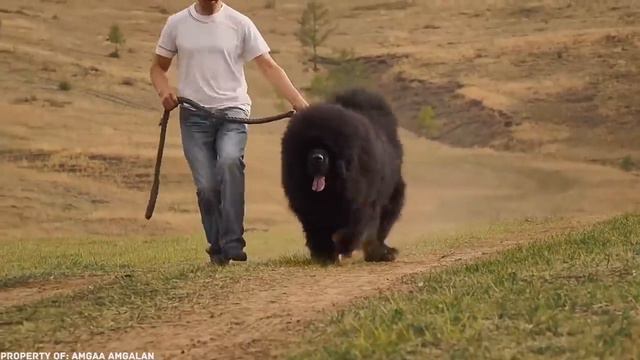 10 Самых Редких Пород Собак в Мире смотреть онлайн