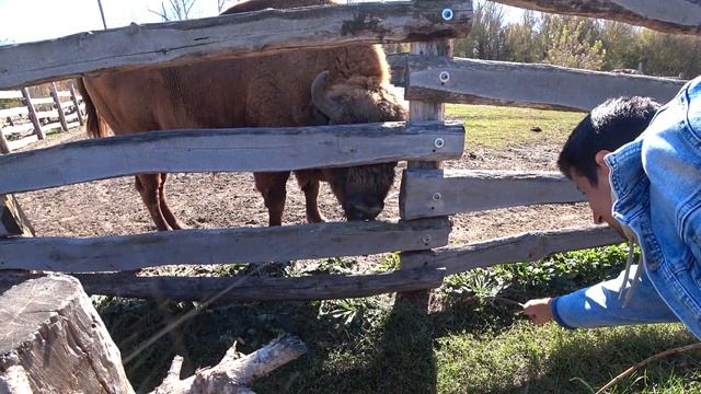 СТАРООСКОЛЬСКИЙ ЗООПАРК И НАБЕРЕЖНАЯ СТАРОГО ОСКОЛА смотреть онлайн