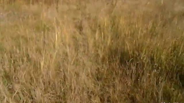 Гоняем на великах)))) смотреть онлайн