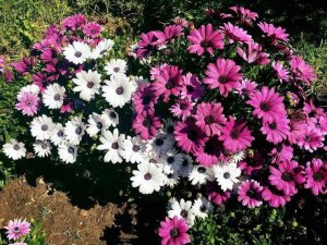 Выращивание  остеоспермума из семян.#остеоспермум #семена #посевы #выращивание #как #выращивать