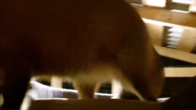 Ли Сяо / Alice the Fox Лиса Алиса (Нападение на Белого) смотреть онлайн