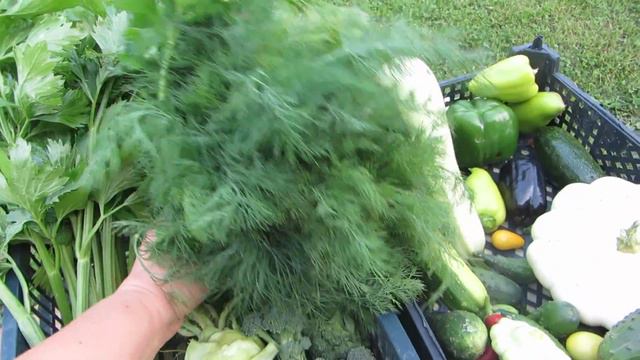 Продуктовая корзина сентября! ОГОРОДные радости ! ЧЕРНЫЕ ПЕРЦЫ ! Бизнес планы! смотреть онлайн