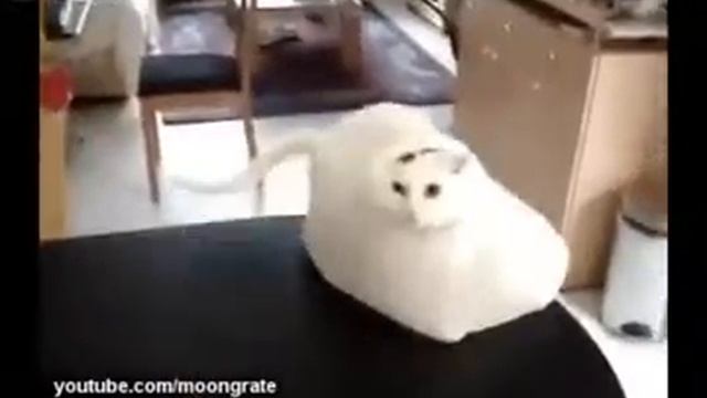 Кот попал в ловушку смотреть онлайн