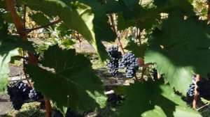 Виноград Медина 2021  Технический сорт винограда