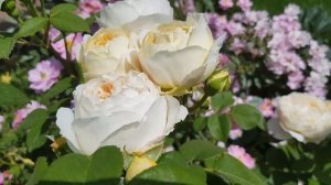 David Austin rose - Charles Darwin, 14 june 2020.     Роза Чарльз Дарвин , 14 июня 2020г.