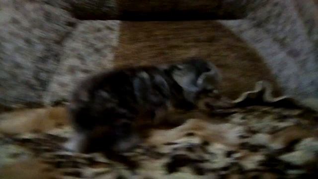 Котёнок ищет маму. смотреть онлайн