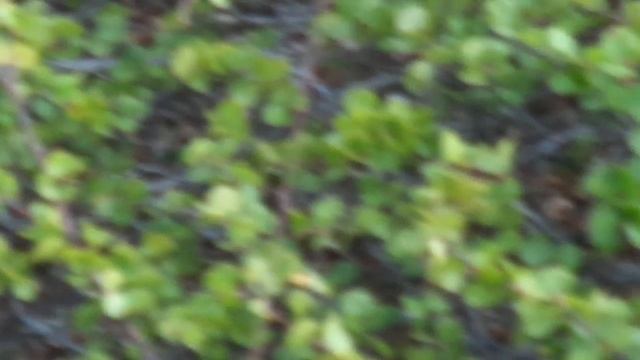 Карликовая березка смотреть онлайн