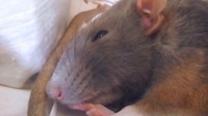 Крыска спит | rat sleeps