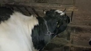 На коров напали ?Как бороться с вшами гнидами и другими паразитами на коровах.